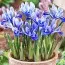 Ірис Reticulata фото
