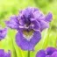 Ірис Sibirica Double Standard фото