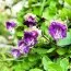 Кобея Кафедральні дзвони фото