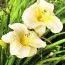 Лілейник Longfields Pearl фото
