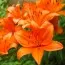 Лілія Orange Summer (Економ-упаковка 20 шт) фото
