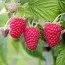 Малина (ремонтантна) Аміра фото