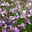 Матіола Аромат Сутінок суміш фото