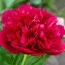 Півонія Red Sarah Bernhardt (Fiona) 3-5 бруньок фото