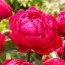 Півонія Red Sarah Bernhardt (Fiona) 3-5 бруньок фото