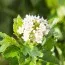 Пухироплідник Little Greeny фото