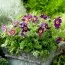 Сон-трава Vulgaris Violet фото