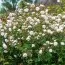 Троянда The Albrighton Rambler (плетиста) фото