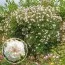 Троянда The Albrighton Rambler (плетиста) фото