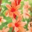 Уотсонія Peach Glow фото