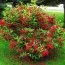 Вейгела Red Prince фото