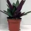 Традесканція Spathacea фото