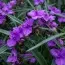 Традесканція Concorde Grape фото