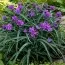 Традесканція Concorde Grape фото