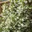 Трахелоспермум Jasminoides фото