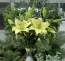 Лілія Trebbiano Gerrit Zalm фото