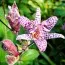 Трициртіс Macropoda фото