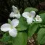 Трілліум Grandiflorum фото