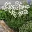 Трітелея Hyacinthina фото