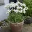 Трітелея Hyacinthina фото