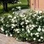 Троянда Aspirin Rose (Рясноквітучий) фото