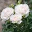 Троянда Aspirin Rose (Рясноквітучий) фото
