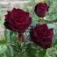 Троянда Black Baccara фото