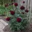 Троянда Black Baccara фото