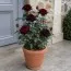 Троянда Black Baccara фото