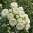 Троянда Blanchette фото