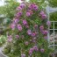 Троянда плетиста Violette Parfume фото