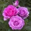 Троянда плетиста Violette Parfume фото
