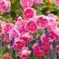 Троянда Harlow Carr фото