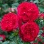 Троянда Red Eden Rose фото