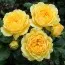 Троянда Yellow Meilove фото