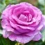 Троянда плетиста Violette Parfume фото