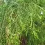 Туя західна Filiformis фото