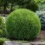 Туя Mr. Bowling Ball фото