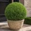 Туя Mr. Bowling Ball фото