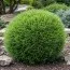 Туя Mr. Bowling Ball фото