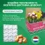Тюльпан Labrador фото