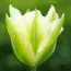Тюльпан Spring Green фото