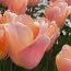 Тюльпан Apricot Beauty 30 шт/уп фото