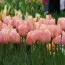 Тюльпан Apricot Beauty 30 шт/уп фото