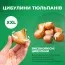 Тюльпан Timeless фото