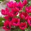 Тюльпан Humilis Violacea Black Base фото