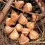 Тюльпан Chic Lily фото