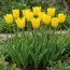 Тюльпан Yellow Purissima (Єлоу Пуріссіма) фото