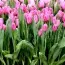 Набір тюльпанів Pink Flag фото