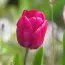 Набір тюльпанів Pink Flag фото